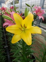 [5054 Barasso No01.JPG]